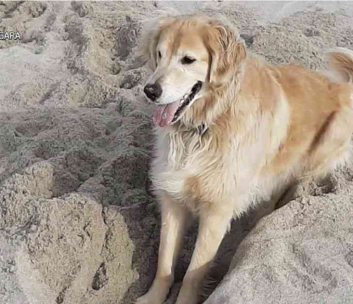 Το Golden Retriever έλειπε για δύο εβδομάδες: Βρέθηκε να κολυμπάει